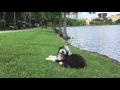 5 month old English Sheepdog "Linus" Amazing Obedience! Best Dog Trainers Orlando
