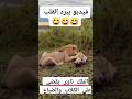 أسد غاضب يلتهم كلب بري في الطبيعة 
