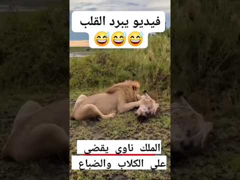 أسد غاضب يلتهم كلب بري في الطبيعة 