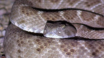 Close encounter with Rattlesnake and Whip Scorpion under my Jeep
