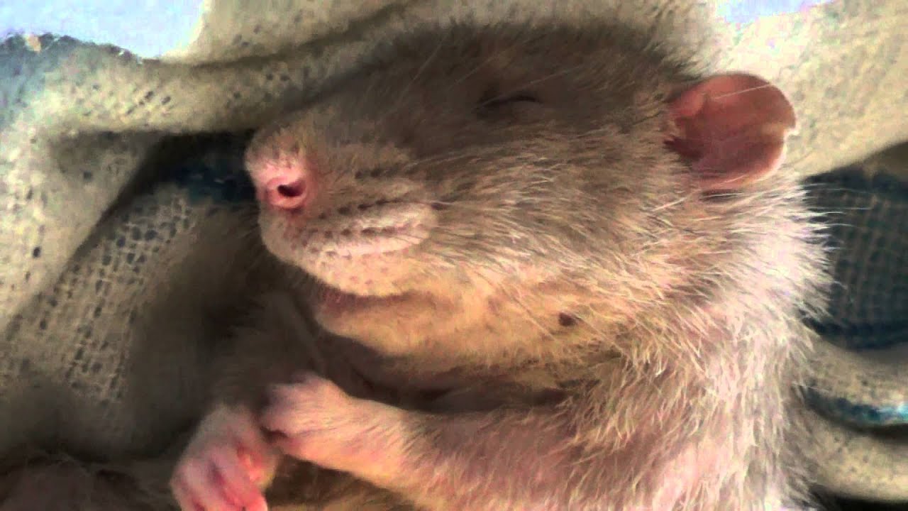 Muky and Zeus - dumbo rat brothers