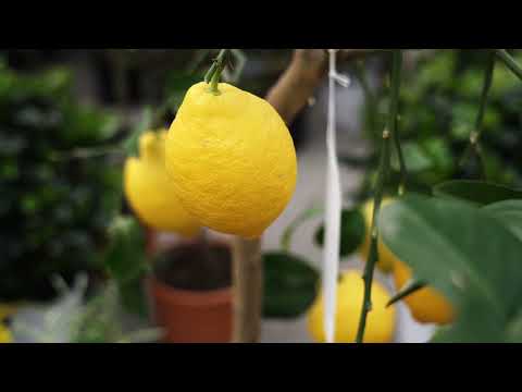 Video: Jesu li lažni cvjetovi narandže jestivi?