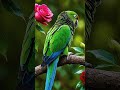 Beautiful Green Parrot with Rose | Nature’s Colorful Beauty #birds #wildbirds #wildlife #nature