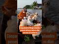 Cãopanheiros! Monge tailandês passeia de barco todos os dias com seus 12 cachorros