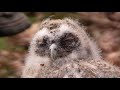 Roar Solheim is ringing tawny owl chicks. Roar Solheim ringmerker katteugleunger i mai 2021