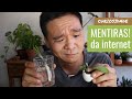 4 Mentiras de jardinagem que a internet te mostra.