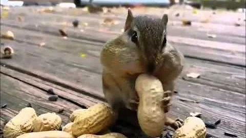 Come alimentare uno scoiattolo?