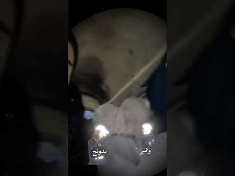 الزيت بدو زعتر بيستي Trending 