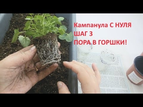 Кампанула с нуля шаг 3 ПОРА В ГОРШКИ!