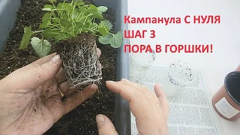 Кампанула с нуля шаг 3 ПОРА В ГОРШКИ!
