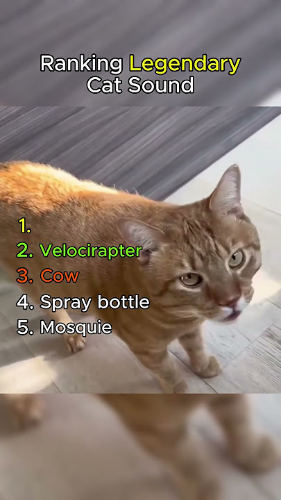 Ranking Legendary Cat Funny Sounds 😹 #cats #funnycats #shorts