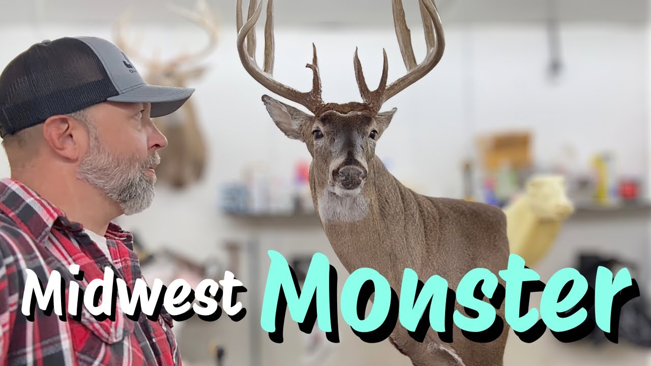 Изготовление чучела ОГРОМНОГО самца белохвостого оленя Среднего Запада! *СУПЕРПРОСТАЯ* Чучело бел...