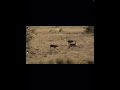 Wild dogs hunting waterbuck