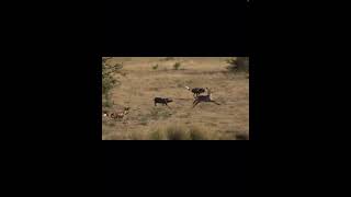 Wild dogs hunting waterbuck