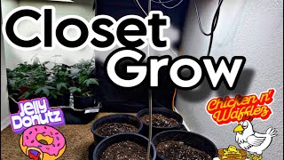 How To Grow Weed In Your Closet: Indoor Closet Cultivation #marshydroreview #spiderfarmerled 