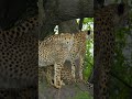 Cheetah cub's first zebra hunt #CheetahsUpClose