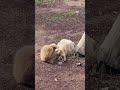 Free lice inspection🐒 #gibbons #riosafari #spain #youtubeshorts #santapola #zoo #wildlife