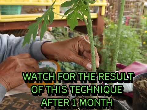 Preparing Grafted Stock Papaya Youtube