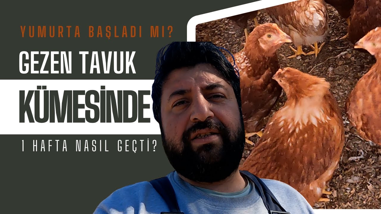 GEZEN TAVUK YETİŞTİRİCİLİĞİNDEN PİŞMAN MIYIZ?