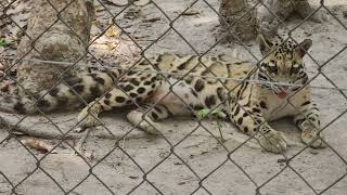 fishing cats at KH zoo