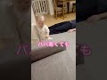 【生後11ヶ月】お布団かけてあげ…【パパと娘】#shorts