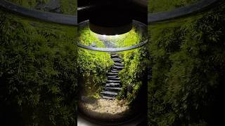 Staircase Terrarium after 2 weeks #terrarium