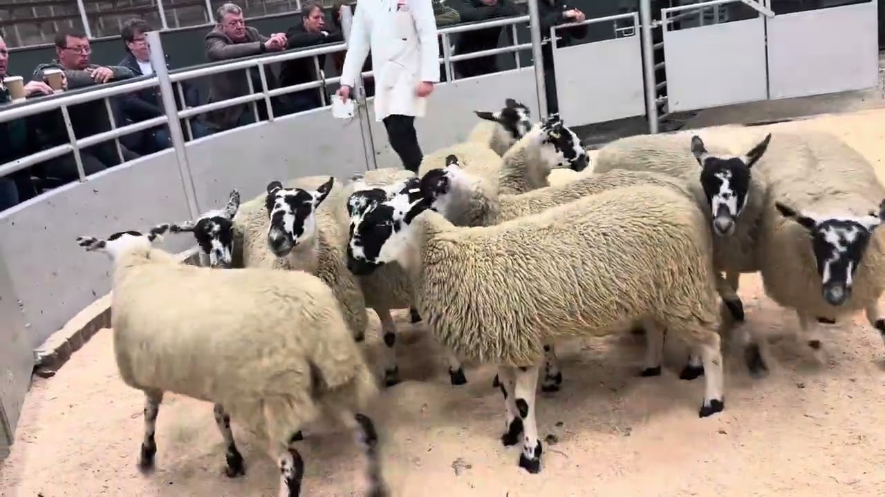 Предпродажная выставка на аукционе Пенрит