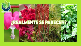 Top 5 de plantas con extraños parecidos by Cuidemos el Planeta 63 views 1 year ago 5 minutes, 42 seconds