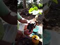Realizando transplante de mudas 🌱