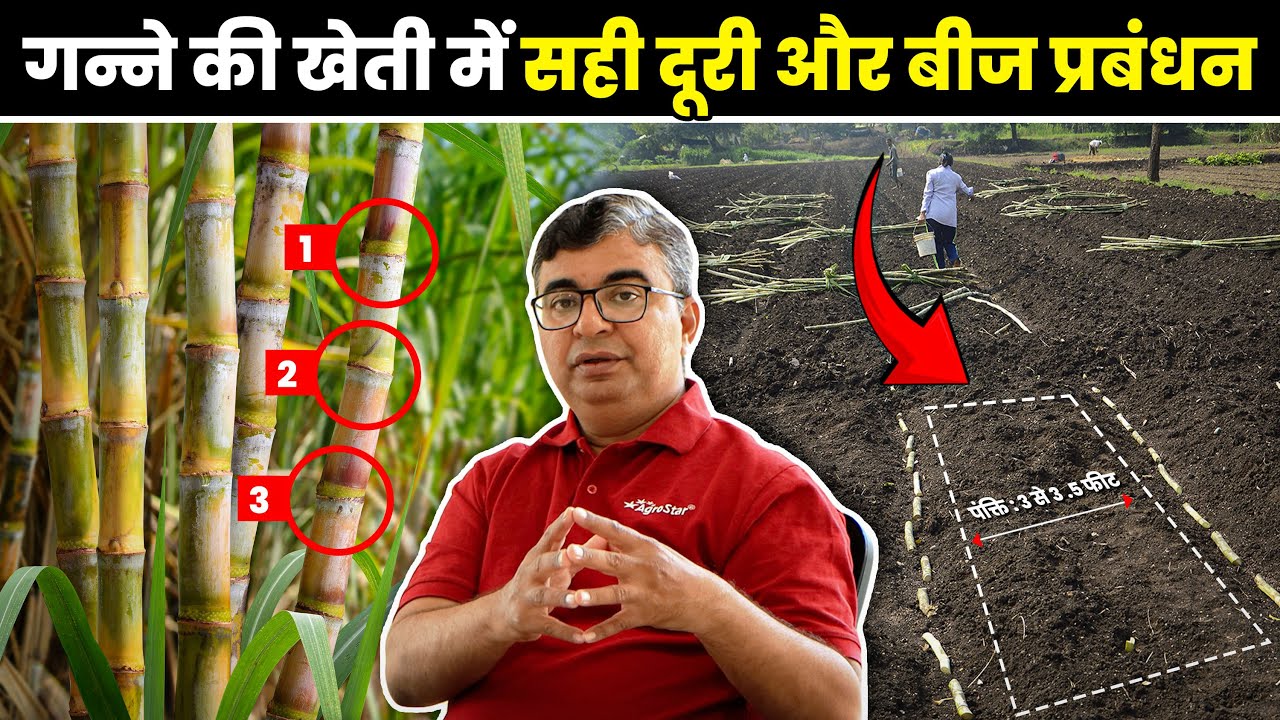 गन्ने की बुवाई का वैज्ञानिक तरीका 😱 ये ५ गलतियां कभी ना करें sugarcane farming गन्ने की आधुनिक खेती
