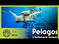 Pelagos, a Mediterranean Sanctuary | Go Wild