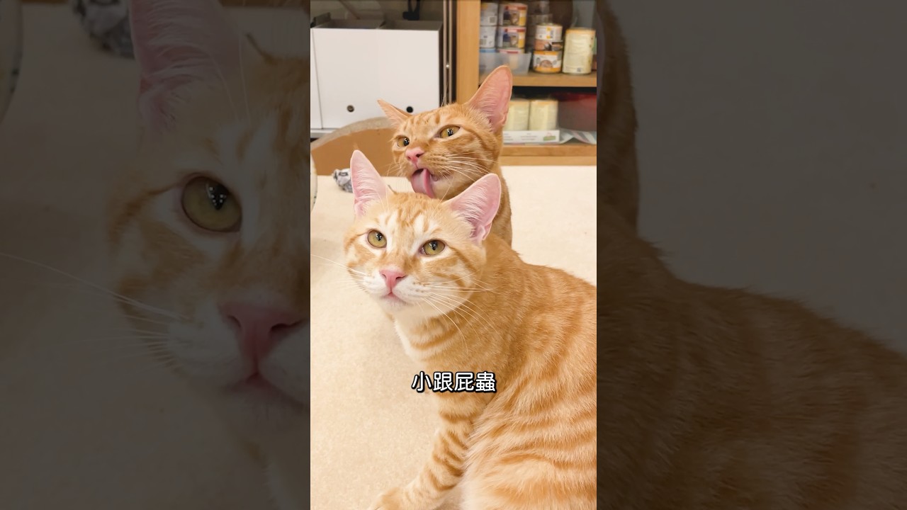 泥很耐打，翻肚肚展現忠誠，日子久了，餅也沒那麼討厭他了 