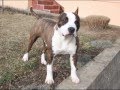 American Staffordshire Terrier (AMERICKI STAFORD) SHADOW FOR MOUNTAIN MADNESS