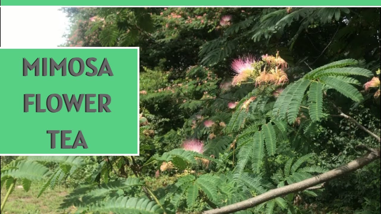 Make Mimosa Flower Tea In A Simple Way