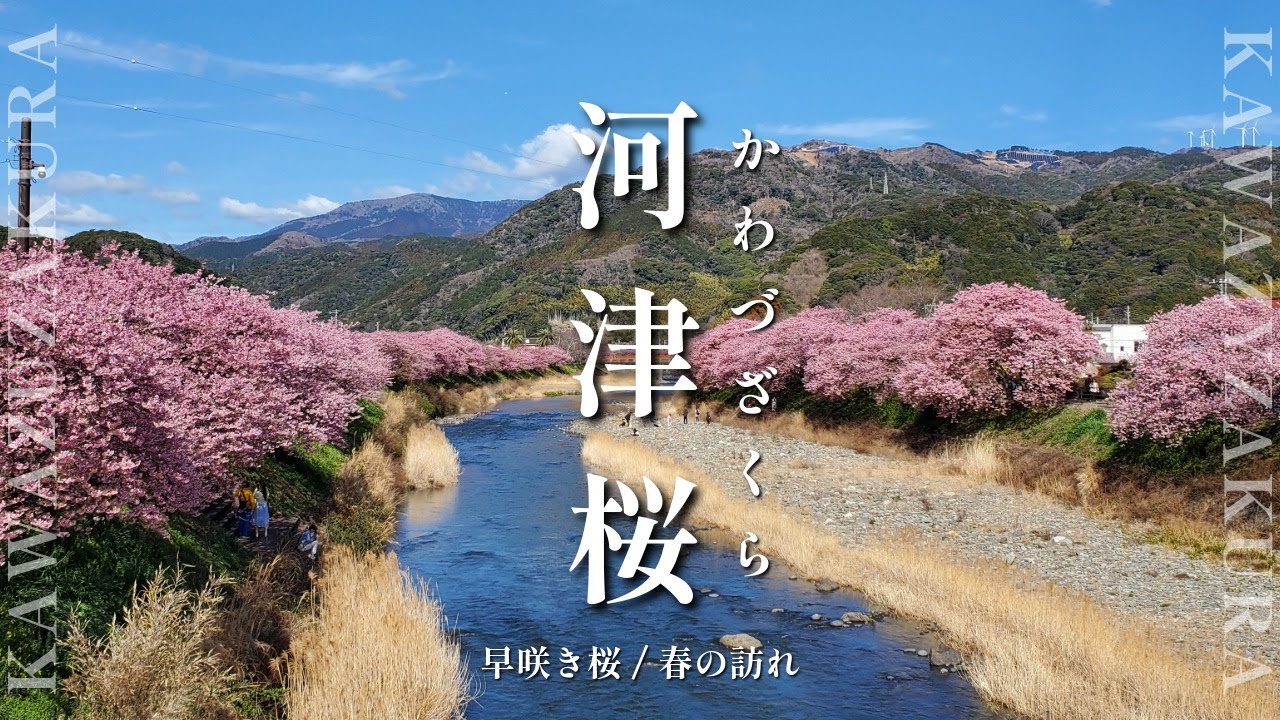 【静岡/神奈川】河津桜のおすすめ【4K】