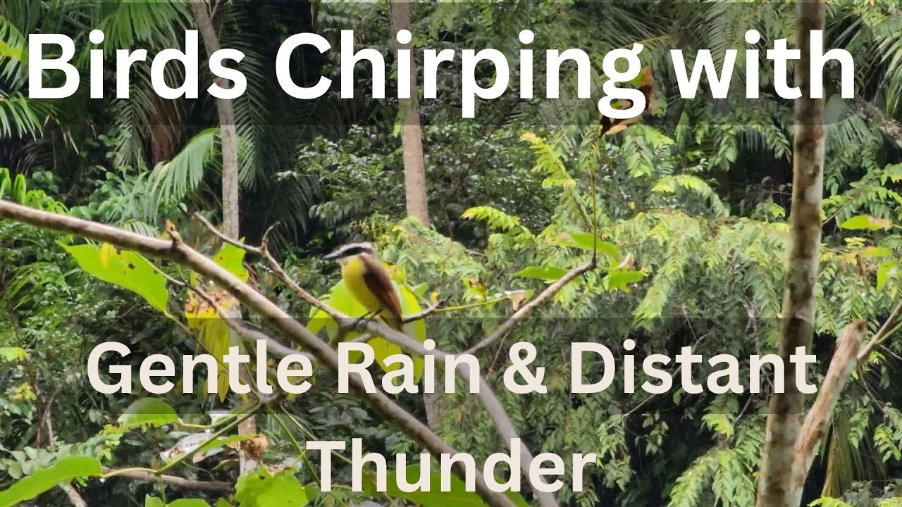Birds Chirping with Gentle Rain & Distant Thunder