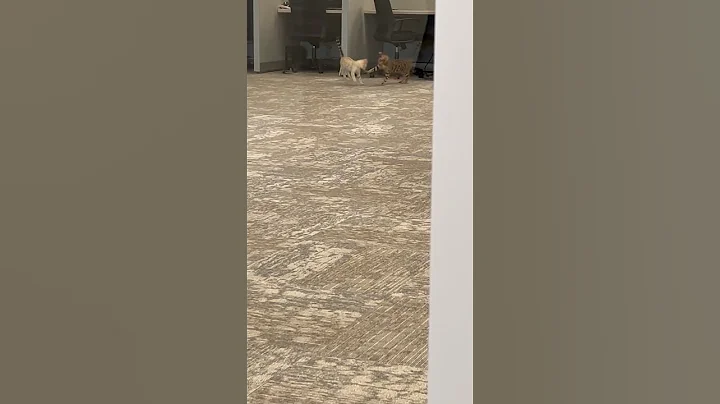 Video 7850681: bengalcat bengals kittens, bengals bengalcat cute, bengalcat kitten funnycat, bengal kittens play fighting, cute kitten fun