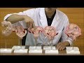 胎児の成長過程の説明に適した模型セット│L11