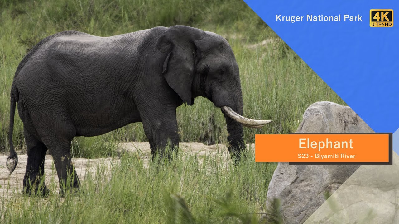 Elephant drinking - S23 Biyamiti River - Kruger National Park