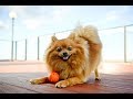 Mini pomeranian  so cute  lovely pet 1  big fan of pets