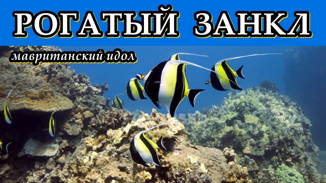 РОГАТЫЙ ЗАНКЛ - Мавританский идол