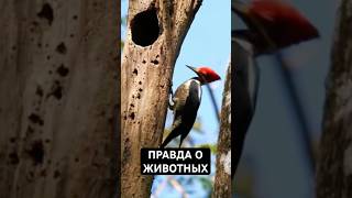 Животные, Которых Мы Понимаем Неправильно