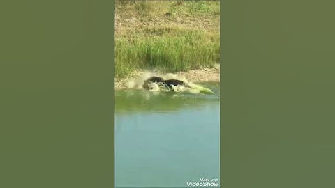 🐍 snake vs crocodile 🐊 #shorts #shortsvideo #shots #short