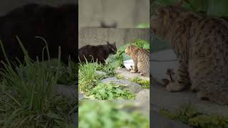 【ブチギレ】野良猫のバトル#Shorts