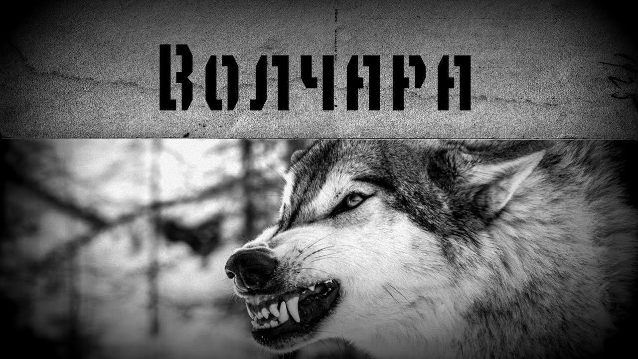 Что за машина волчара
