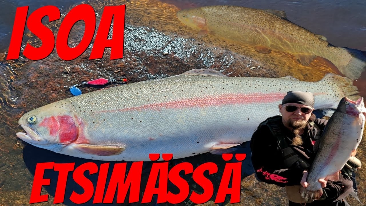 Isoa etsimässä | Kirjolohi 3.750kg | Kirjolohi | Hauki | Merikarvianjoki | Jasu salama | Kalastus