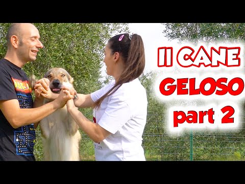 Video: 9 Segni Che Il Tuo Animale Domestico è Geloso (e Come Fermarlo)