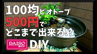 メダカのビオトープの予算500円でどこまで出来る?初心者にもオススメ!材料は全てダイソーで揃います【Japanese Medaka】