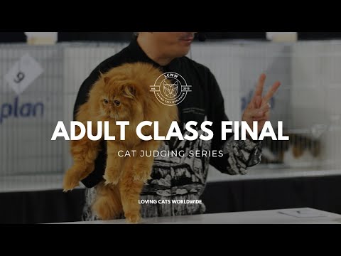 Videó: Miért vesznek macskákat?