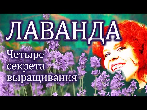 Видео: Грижа за лавандула Grosso: Съвети за отглеждане на растения Grosso Lavender